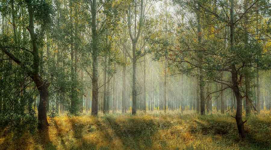 Lost in Pine Forest